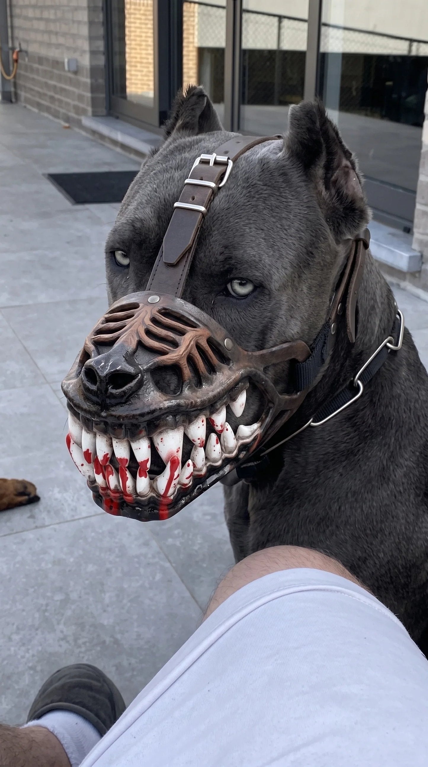 🐶Halloween Scary Dog Muzzle Costume with Bloody Fangs 🎃