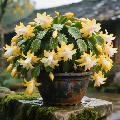 🦀Mix Colors Schlumbergera Seeds – Easy-Care Blooms in Every Shade, Even in Winter ❄️🌈