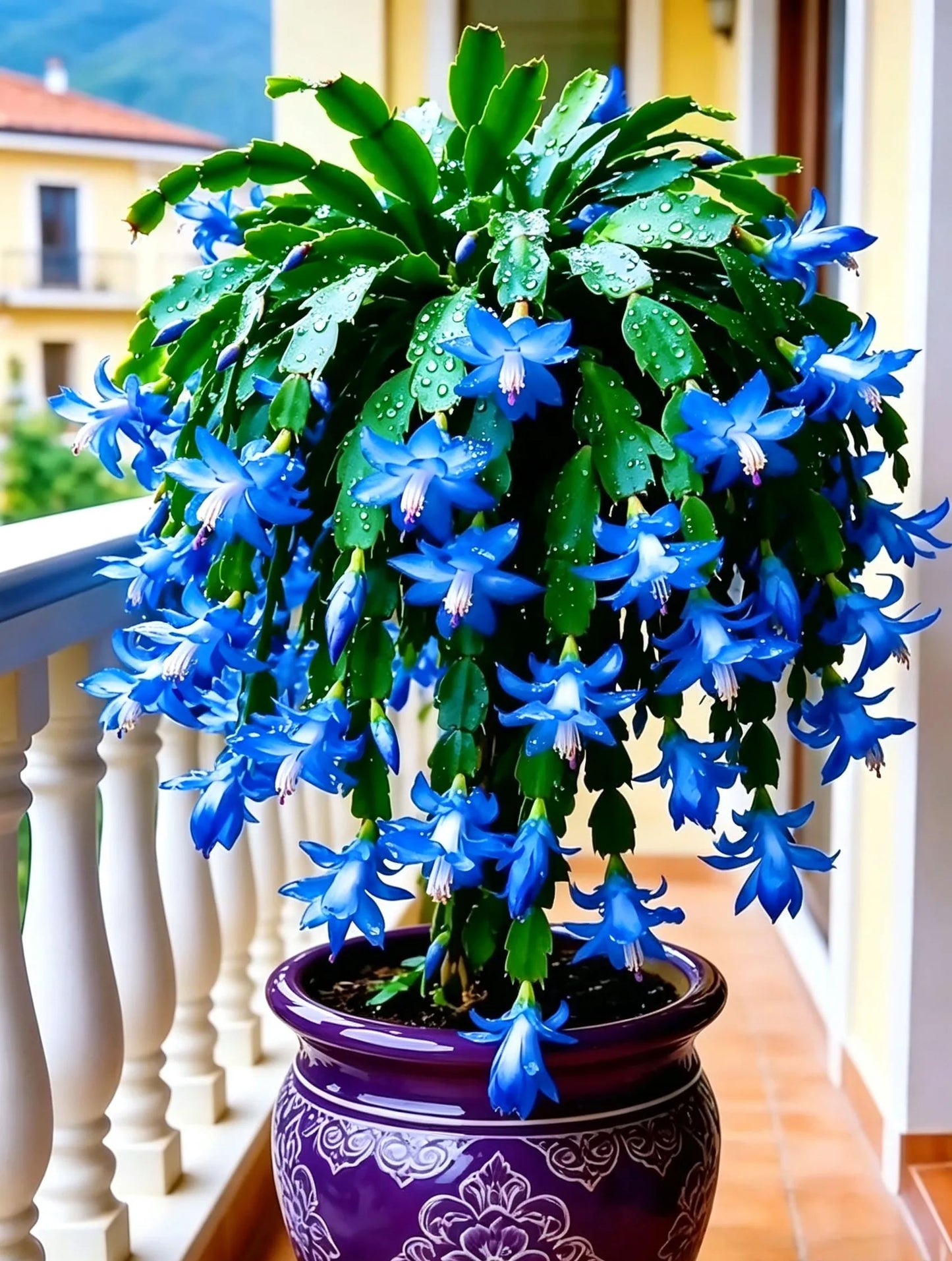 🦀Mix Colors Schlumbergera Seeds – Easy-Care Blooms in Every Shade, Even in Winter ❄️🌈