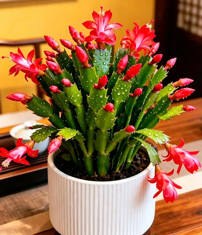 🦀Mix Colors Schlumbergera Seeds – Easy-Care Blooms in Every Shade, Even in Winter ❄️🌈